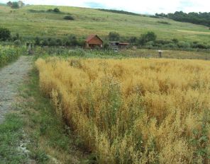De vanzare teren  in Targu Mures, cartier Autogara - Budiului, zona Autogara - Budiului